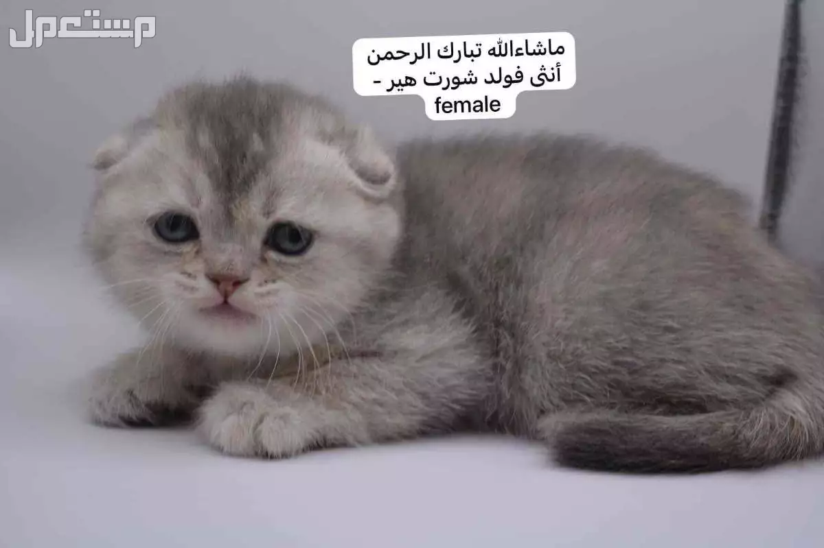 كيتن سكوتش فولد وستريت في الرياض بسعر ألف ريال سعودي