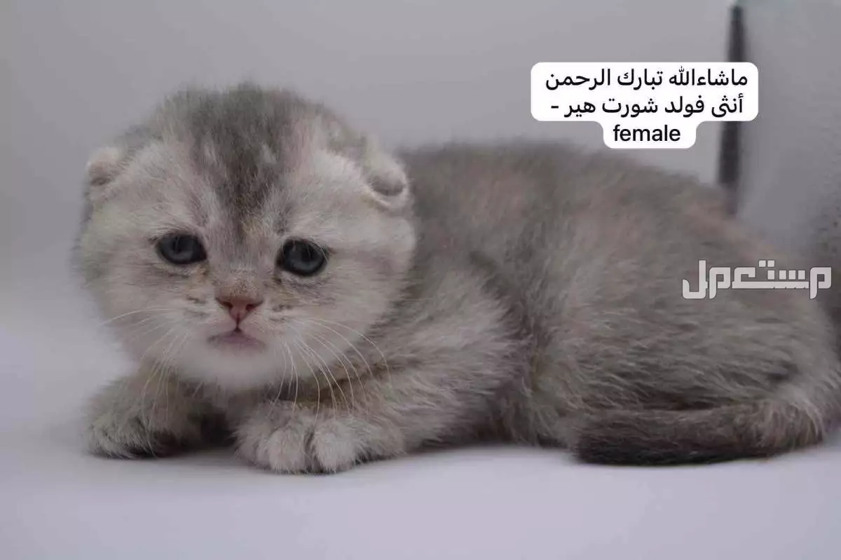كيتن سكوتش فولد وستريت في الرياض بسعر ألف ريال سعودي