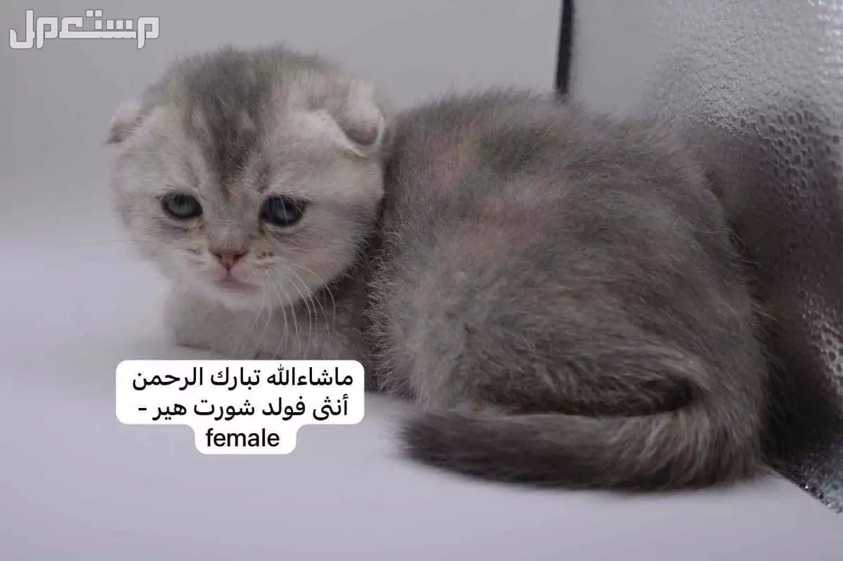 كيتن سكوتش فولد وستريت في الرياض بسعر ألف ريال سعودي