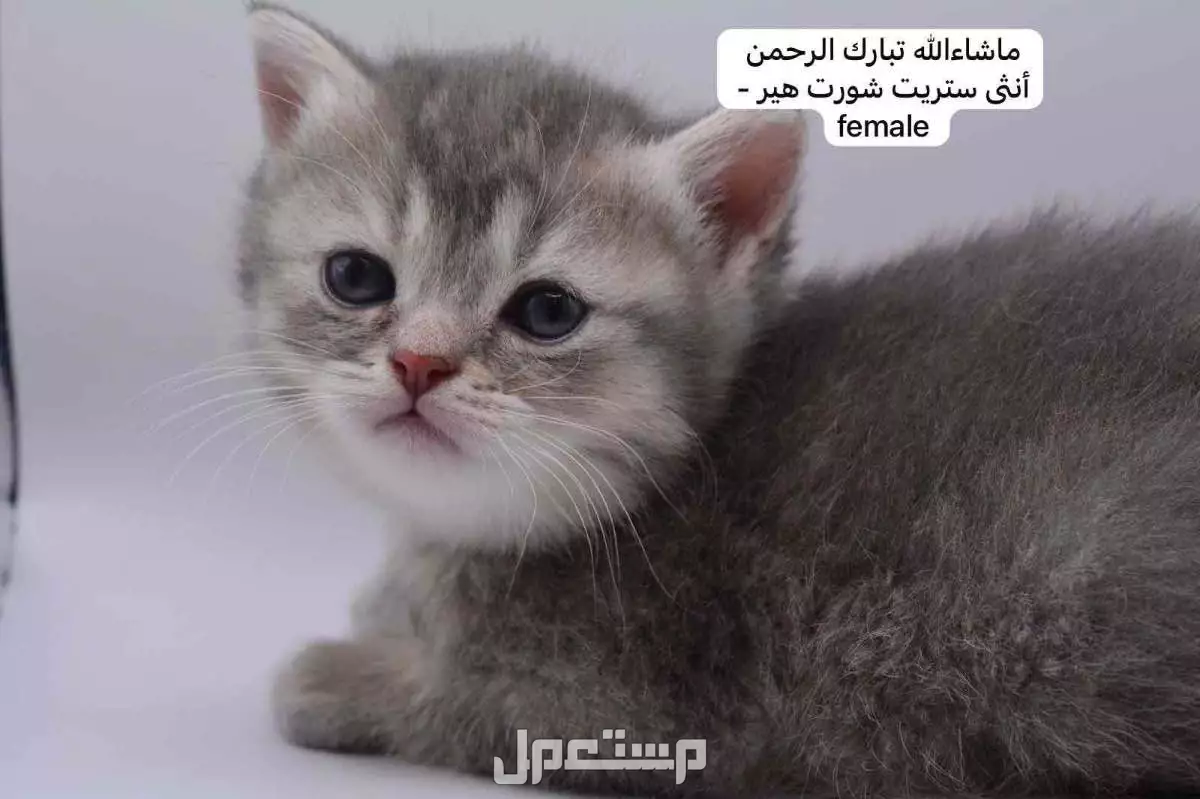 كيتن سكوتش فولد وستريت في الرياض بسعر ألف ريال سعودي
