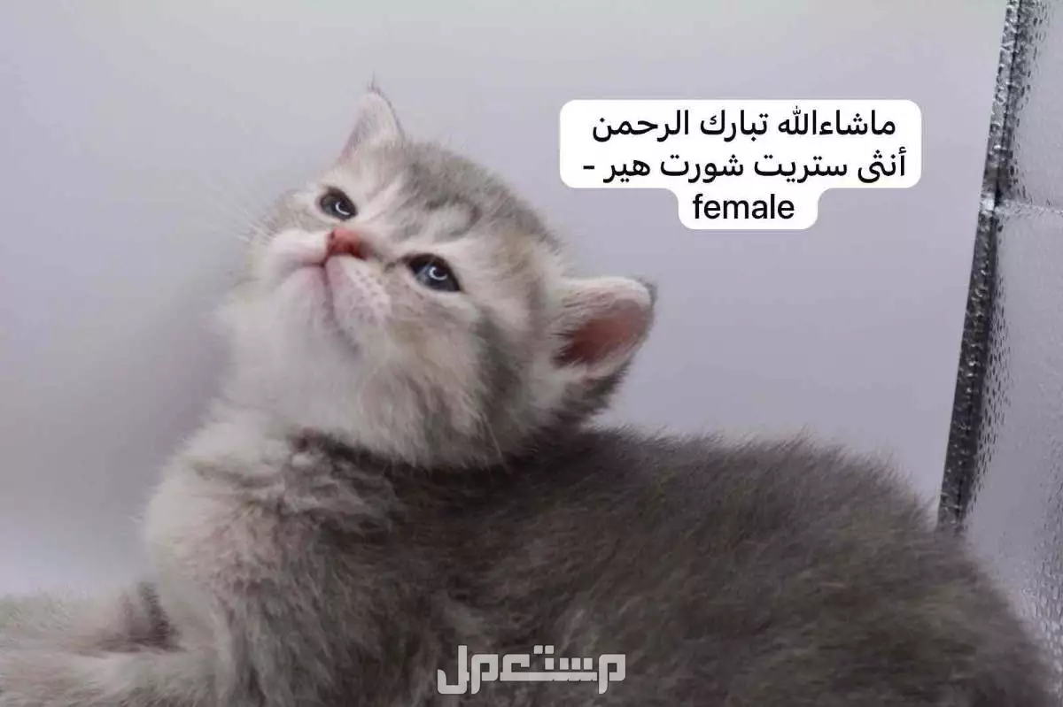 كيتن سكوتش فولد وستريت في الرياض بسعر ألف ريال سعودي