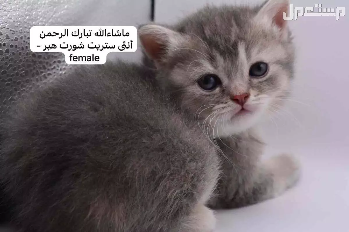كيتن سكوتش فولد وستريت في الرياض بسعر ألف ريال سعودي