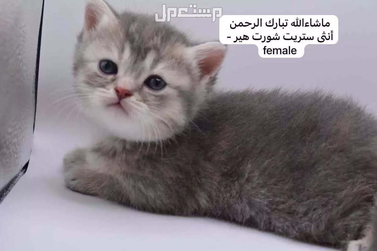 كيتن سكوتش فولد وستريت في الرياض بسعر ألف ريال سعودي