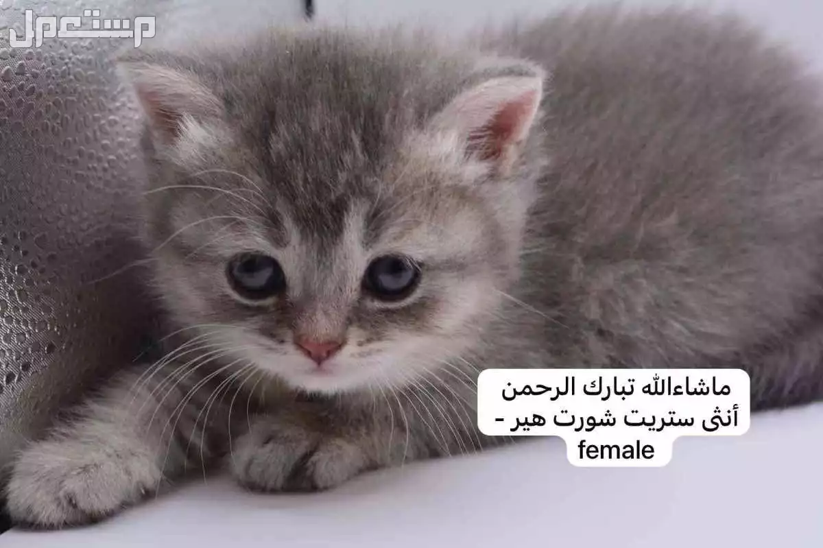 كيتن سكوتش فولد وستريت في الرياض بسعر ألف ريال سعودي