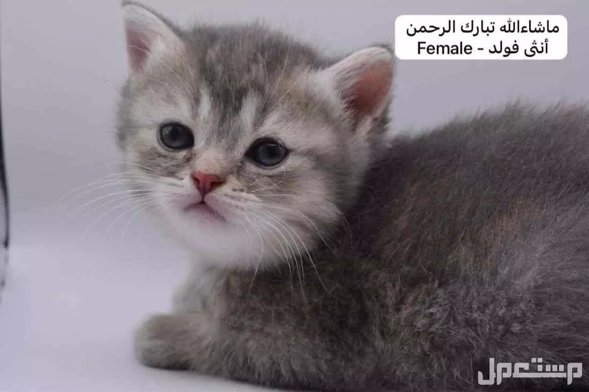 كيتن سكوتش فولد وستريت في الرياض بسعر ألف ريال سعودي