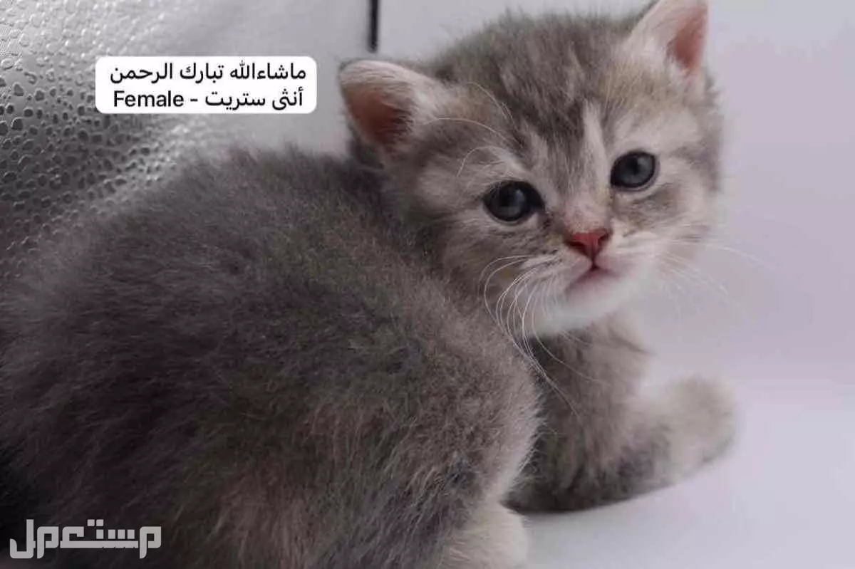كيتن سكوتش فولد وستريت في الرياض بسعر ألف ريال سعودي