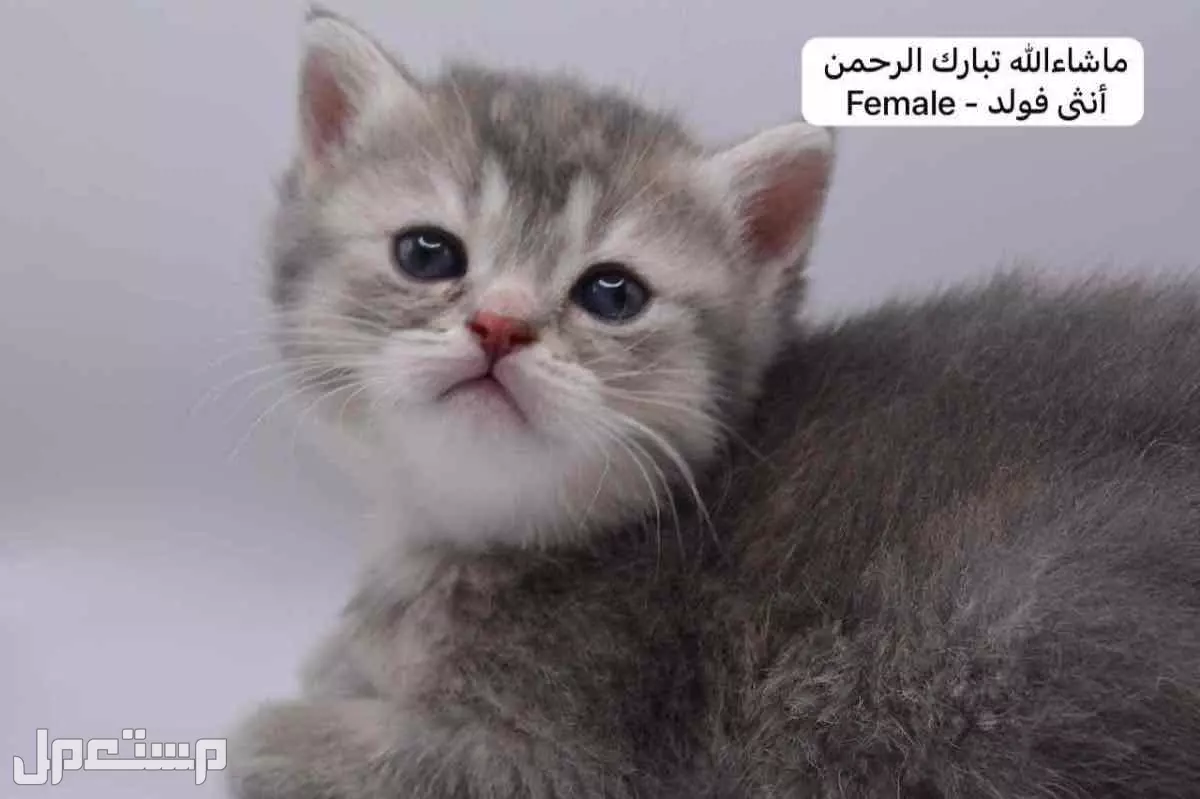 كيتن سكوتش فولد وستريت في الرياض بسعر ألف ريال سعودي