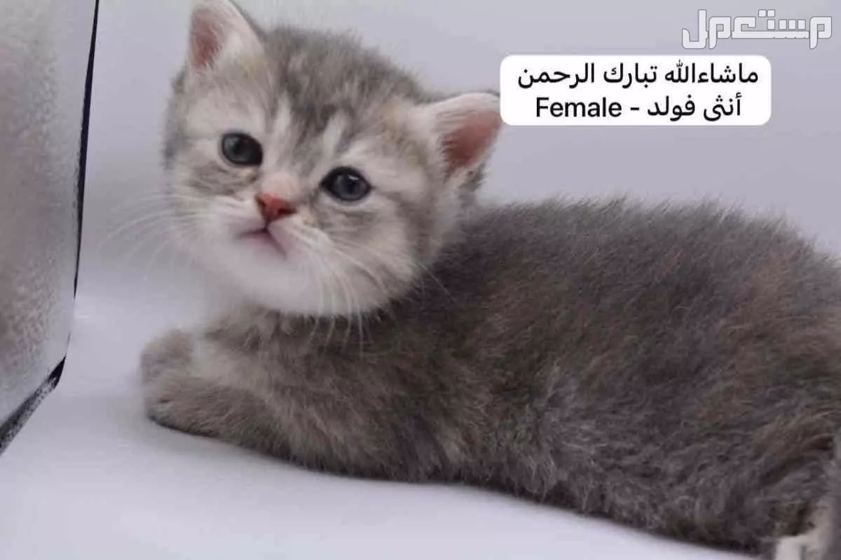 كيتن سكوتش فولد وستريت في الرياض بسعر ألف ريال سعودي
