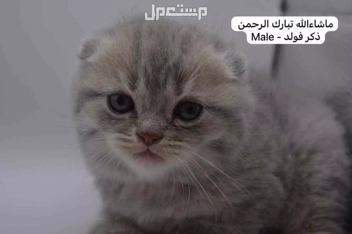 كيتن سكوتش فولد وستريت في الرياض بسعر ألف ريال سعودي