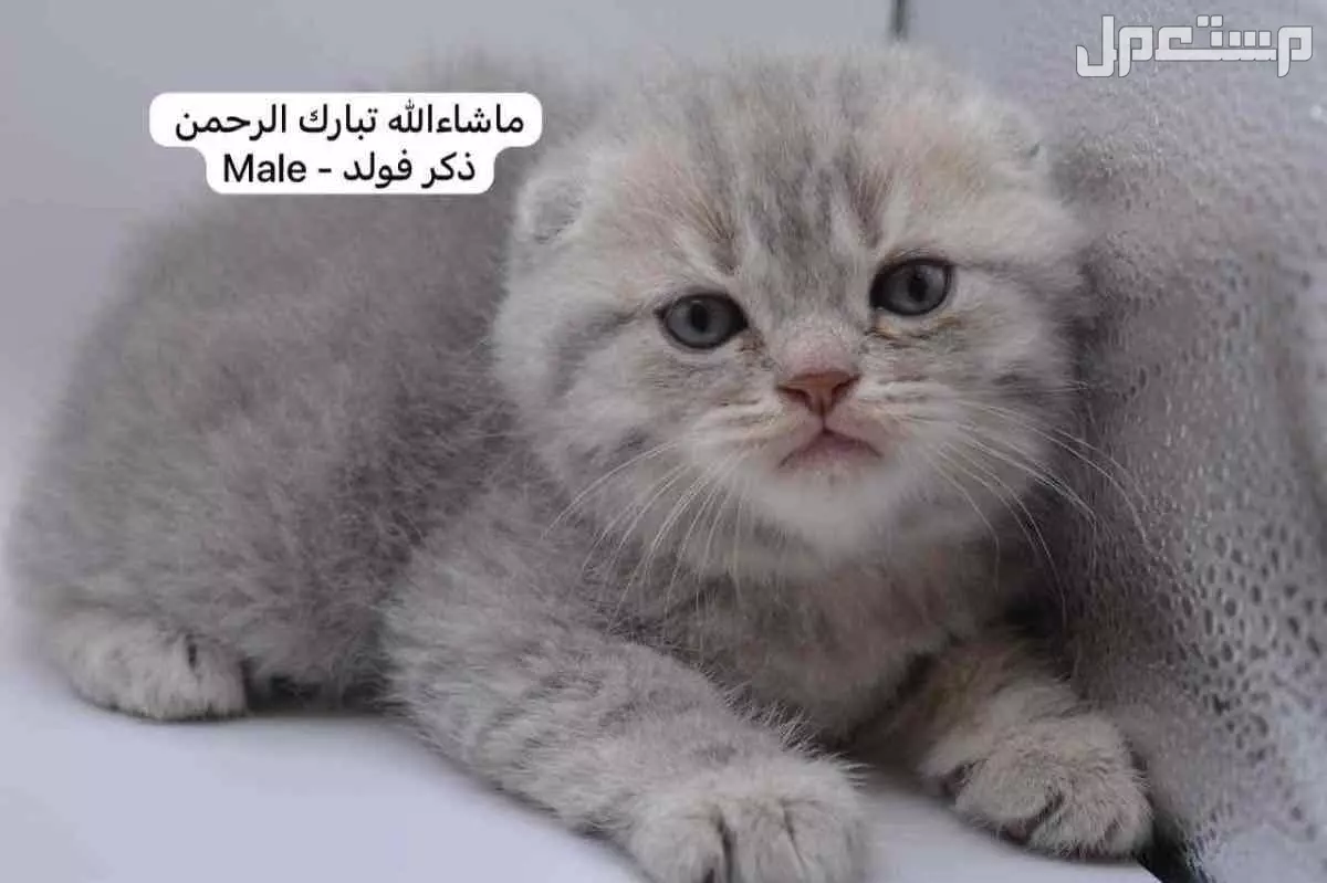كيتن سكوتش فولد وستريت في الرياض بسعر ألف ريال سعودي