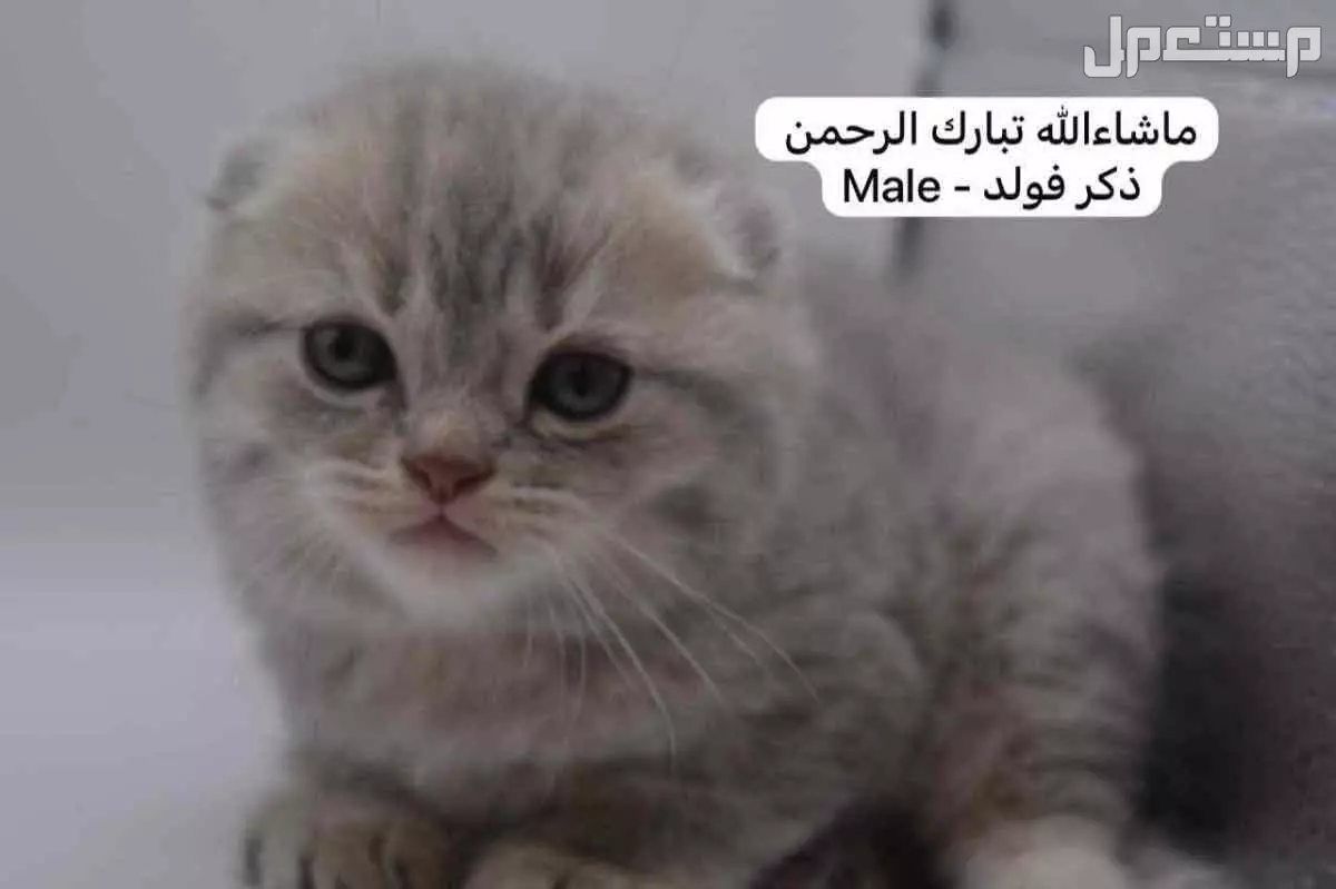 كيتن سكوتش فولد وستريت في الرياض بسعر ألف ريال سعودي