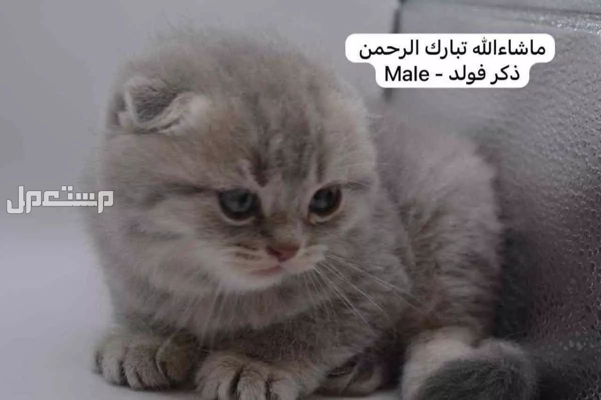 كيتن سكوتش فولد وستريت في الرياض بسعر ألف ريال سعودي