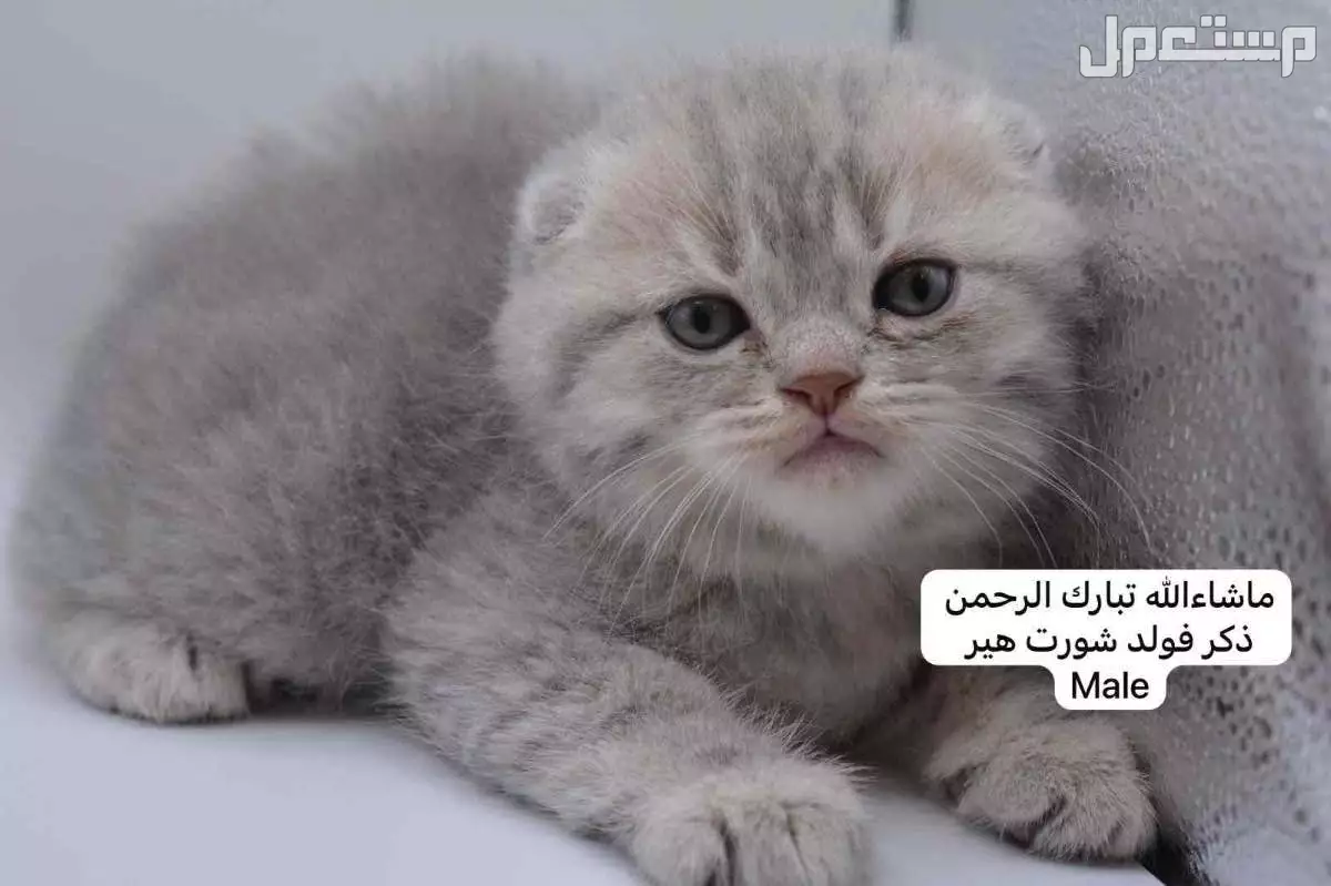كيتن سكوتش فولد وستريت في الرياض بسعر ألف ريال سعودي