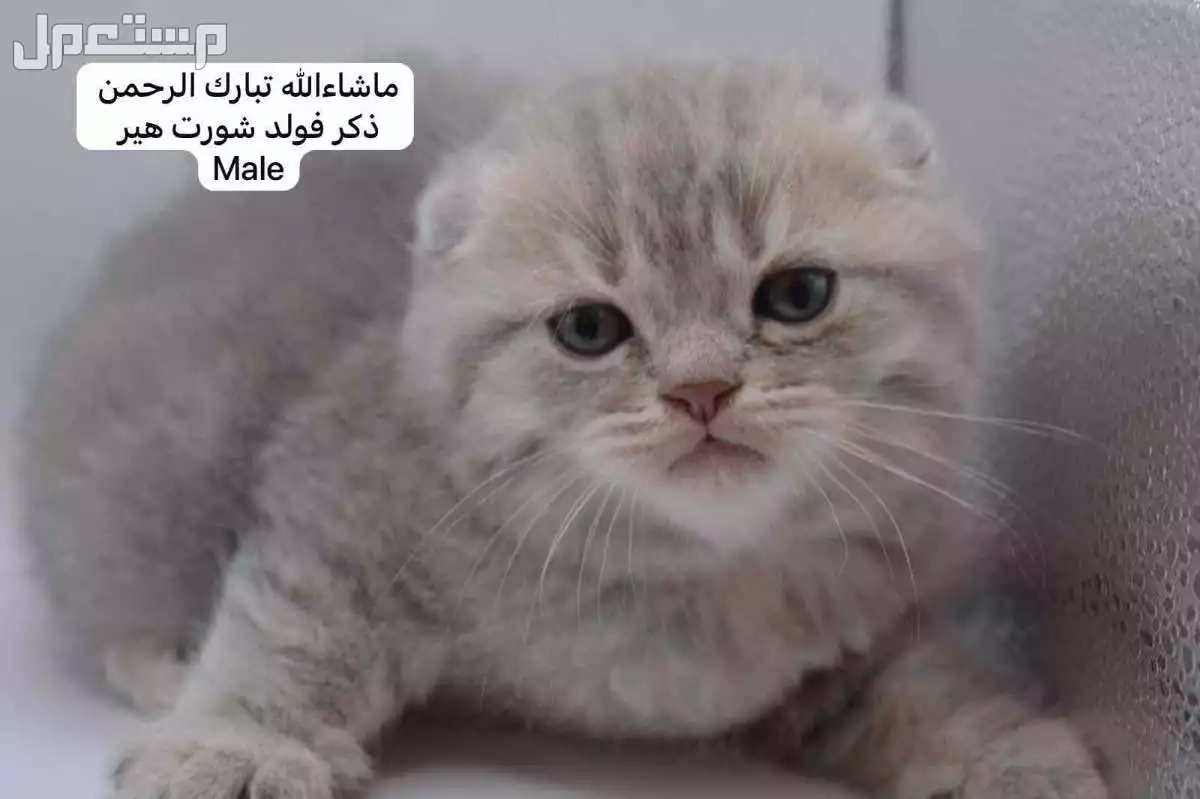 كيتن سكوتش فولد وستريت في الرياض بسعر ألف ريال سعودي