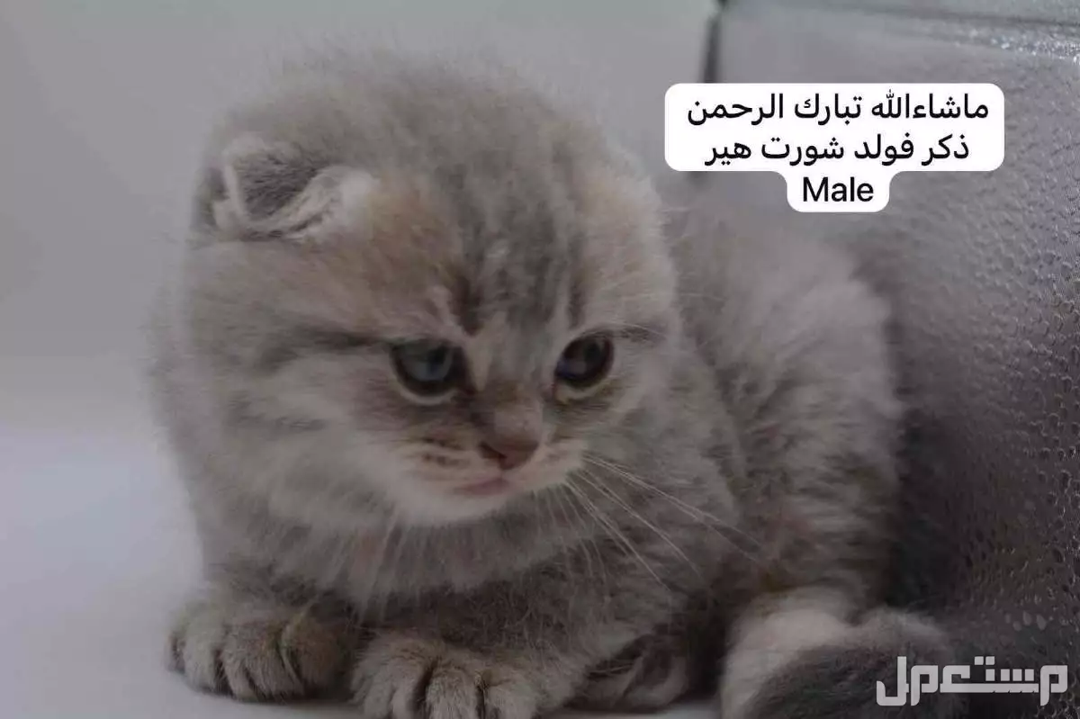كيتن سكوتش فولد وستريت في الرياض بسعر ألف ريال سعودي