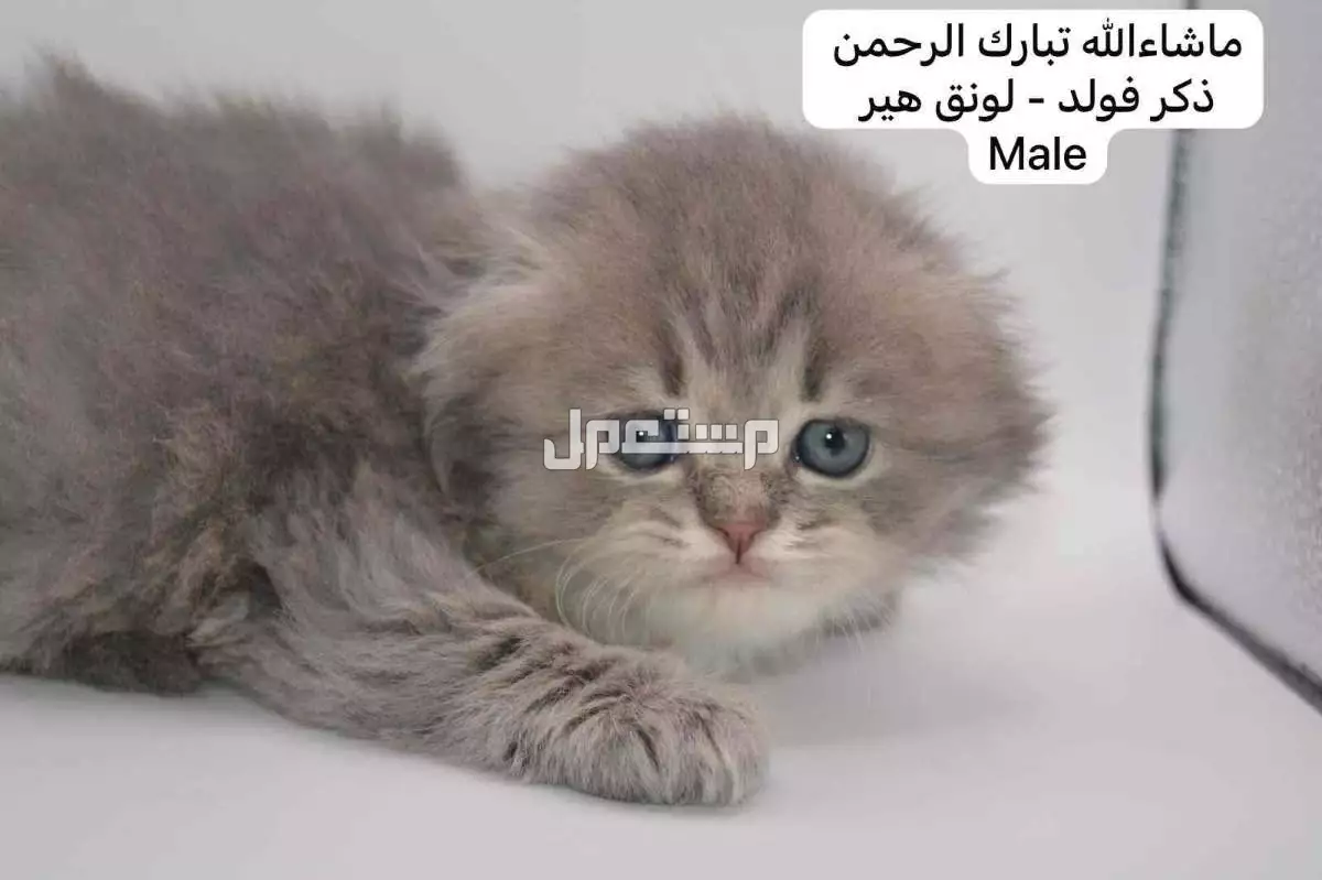 كيتن سكوتش فولد وستريت في الرياض بسعر ألف ريال سعودي