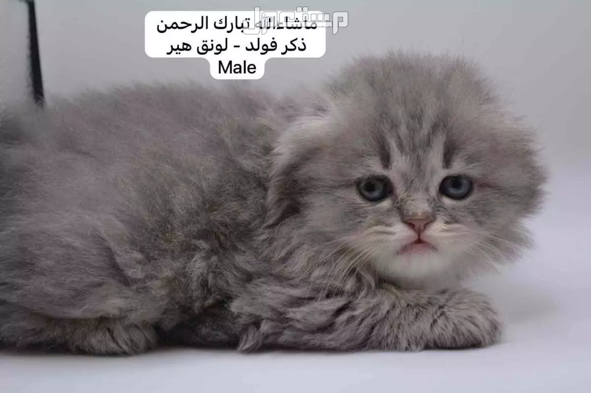 كيتن سكوتش فولد وستريت في الرياض بسعر ألف ريال سعودي