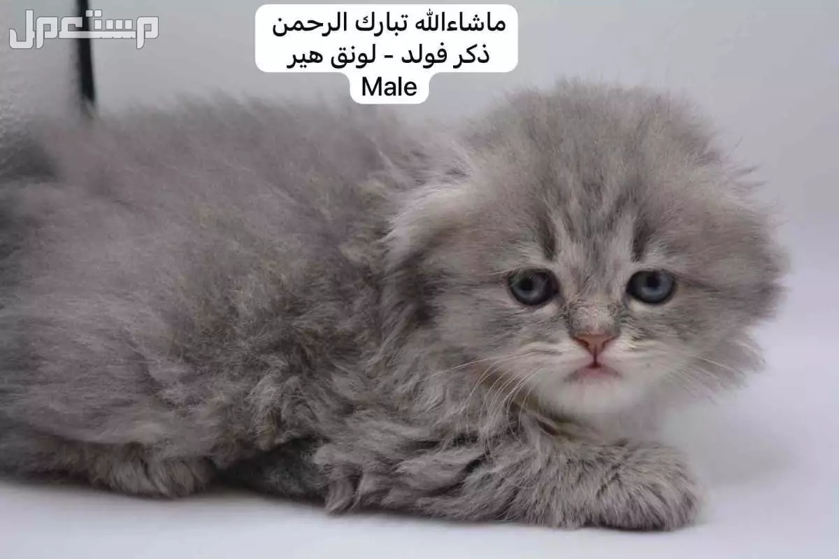 كيتن سكوتش فولد وستريت في الرياض بسعر ألف ريال سعودي