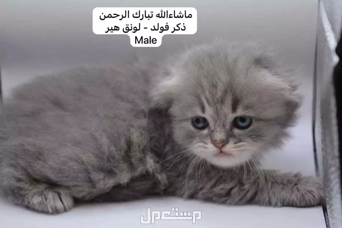 كيتن سكوتش فولد وستريت في الرياض بسعر ألف ريال سعودي
