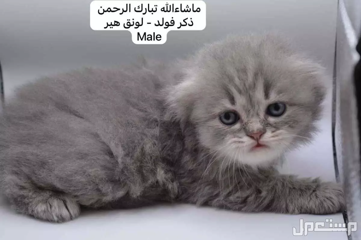 كيتن سكوتش فولد وستريت في الرياض بسعر ألف ريال سعودي