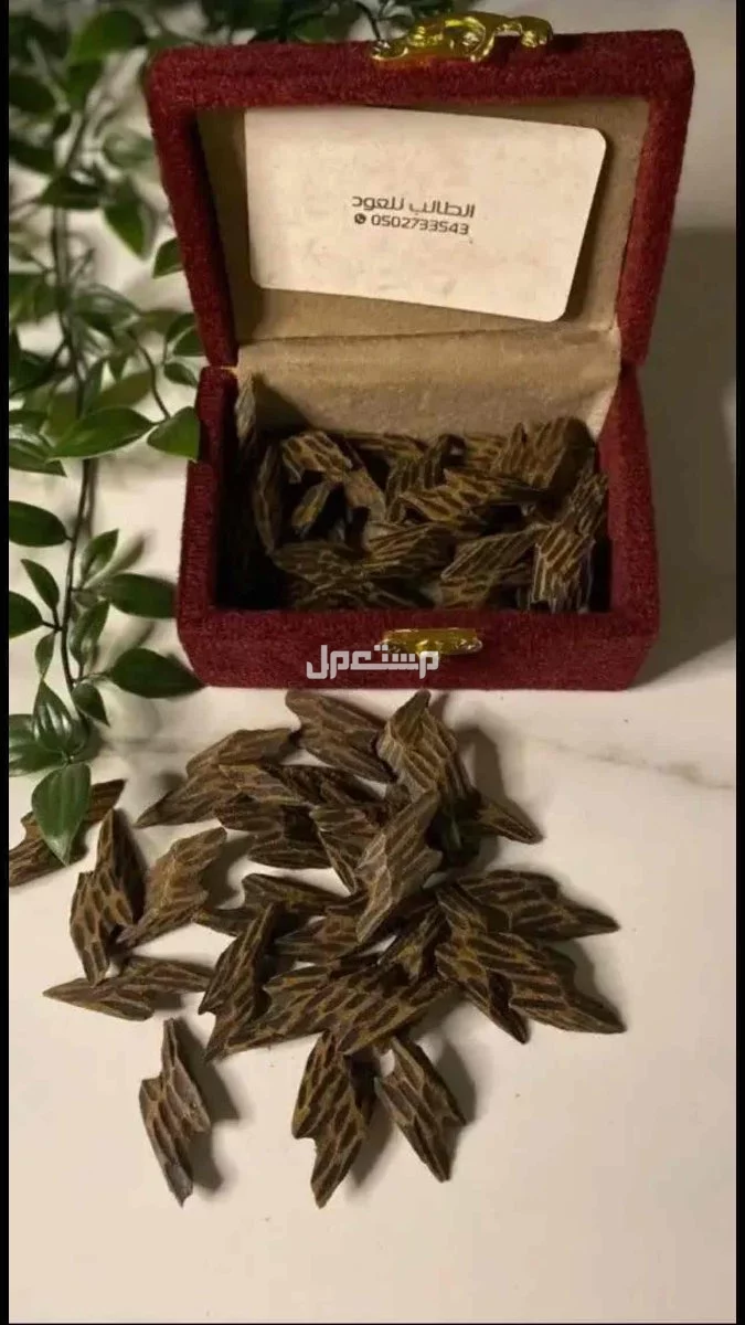 بخور تايقر درجه اولى بعرض خاص في عرعر