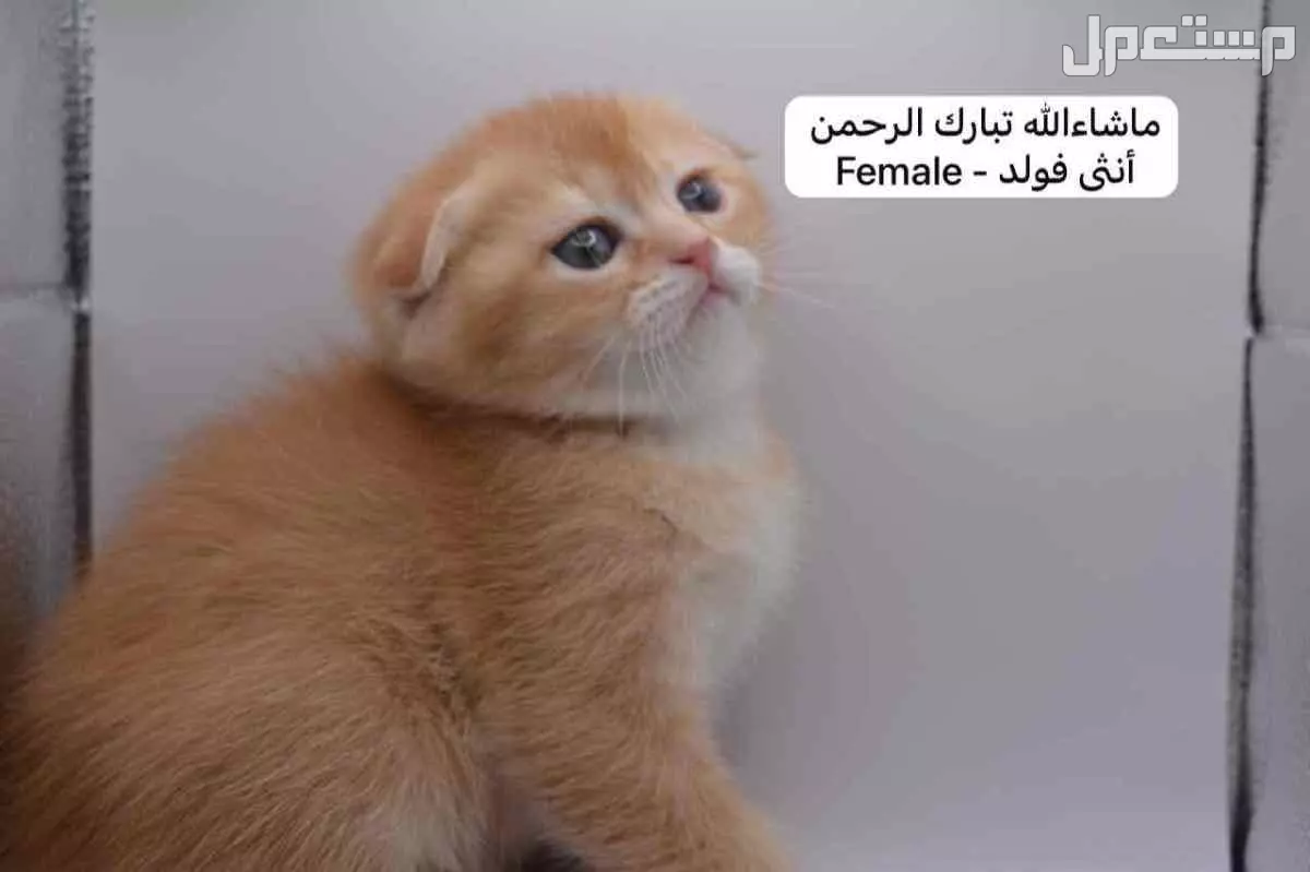 سكوتش فولد وستريت بالوان مميزة