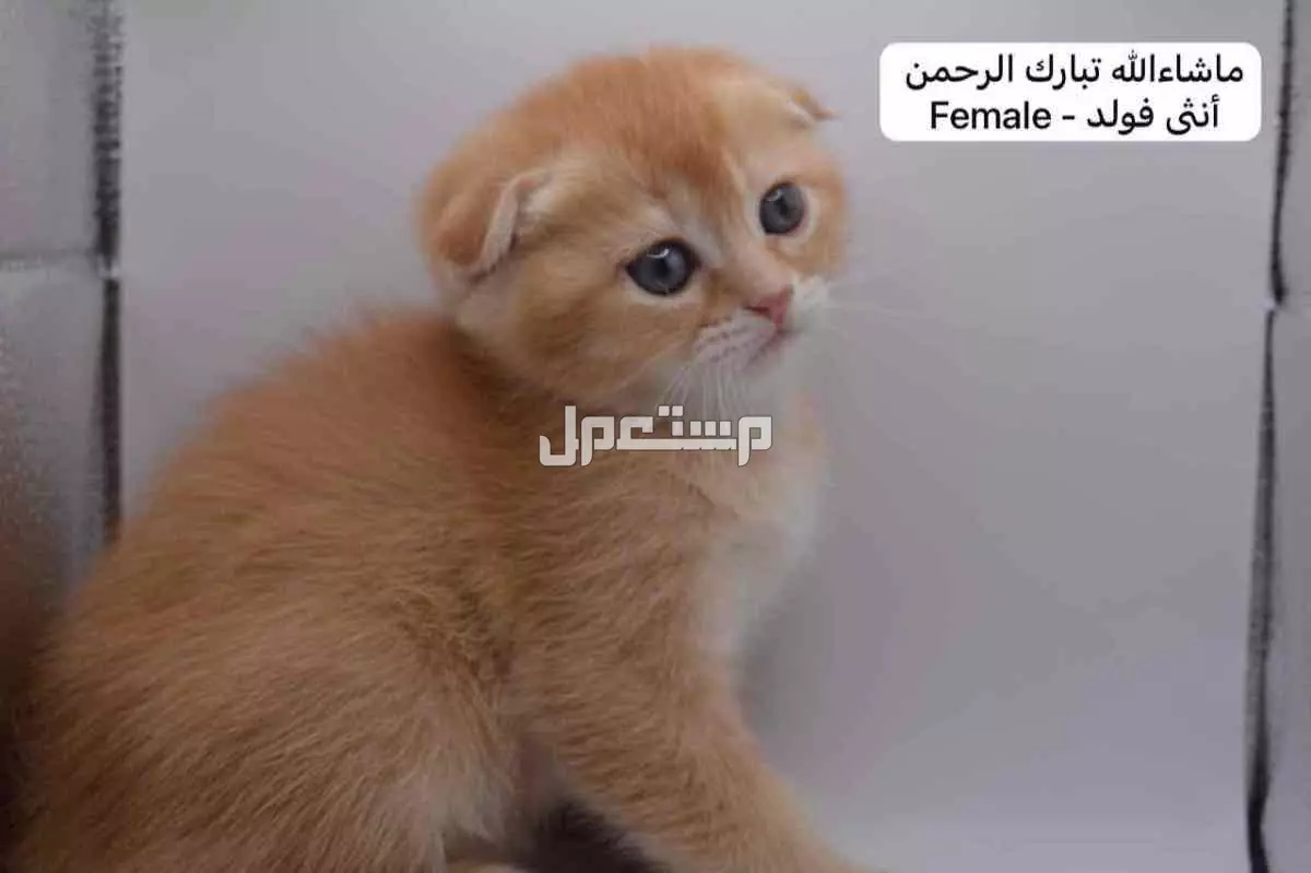 سكوتش فولد وستريت بالوان مميزة