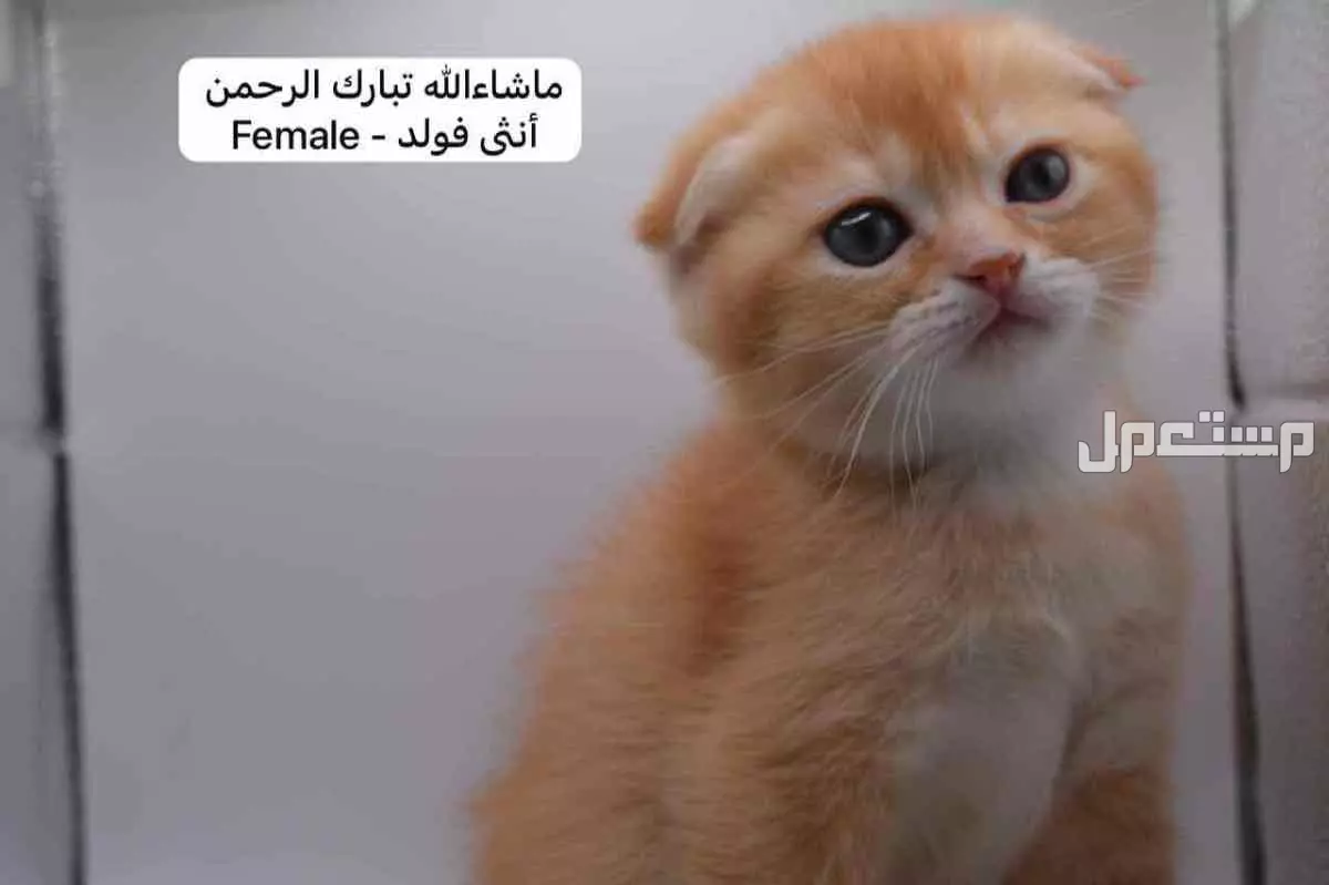 سكوتش فولد وستريت بالوان مميزة
