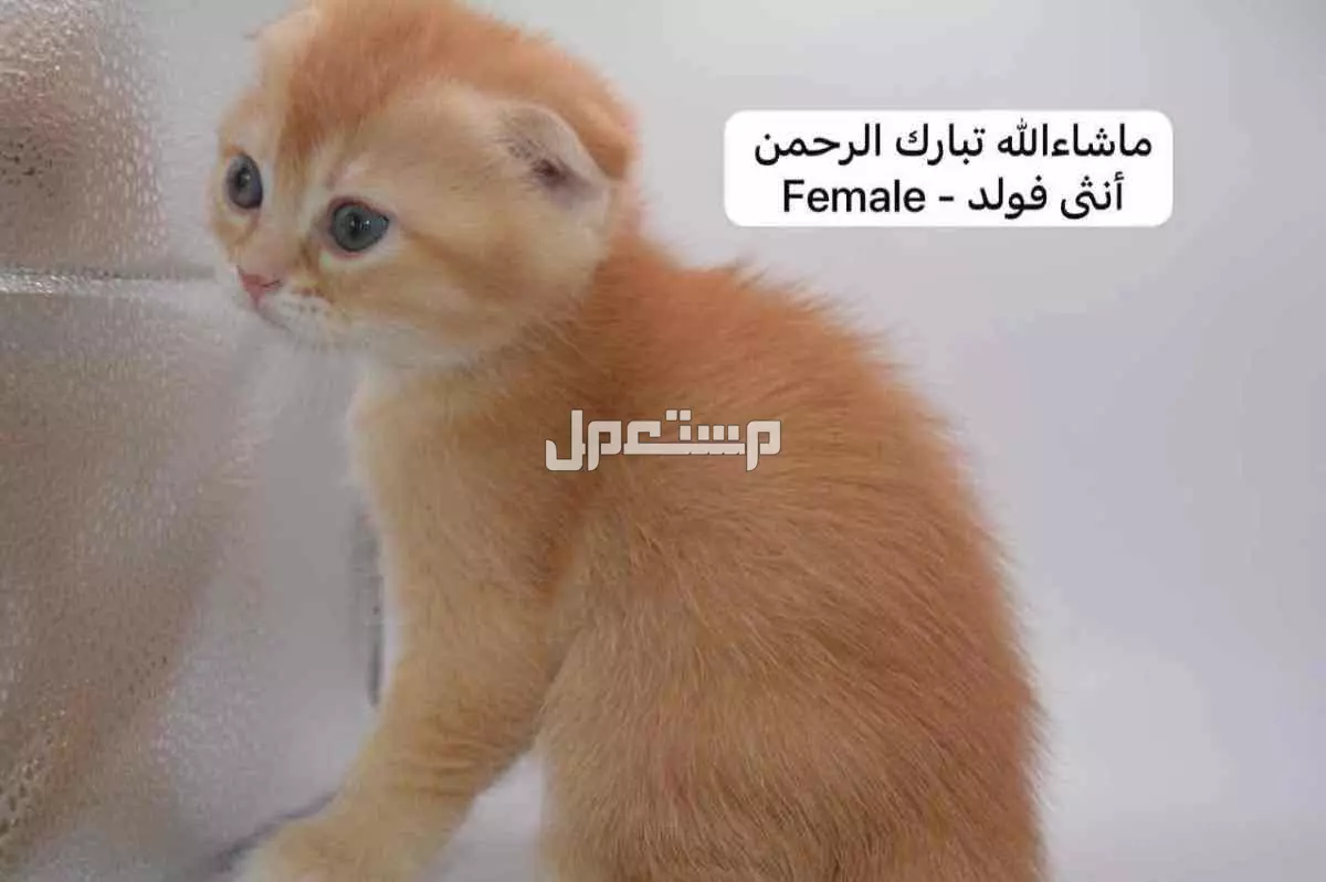 سكوتش فولد وستريت بالوان مميزة