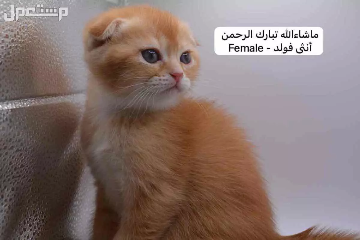 سكوتش فولد وستريت بالوان مميزة