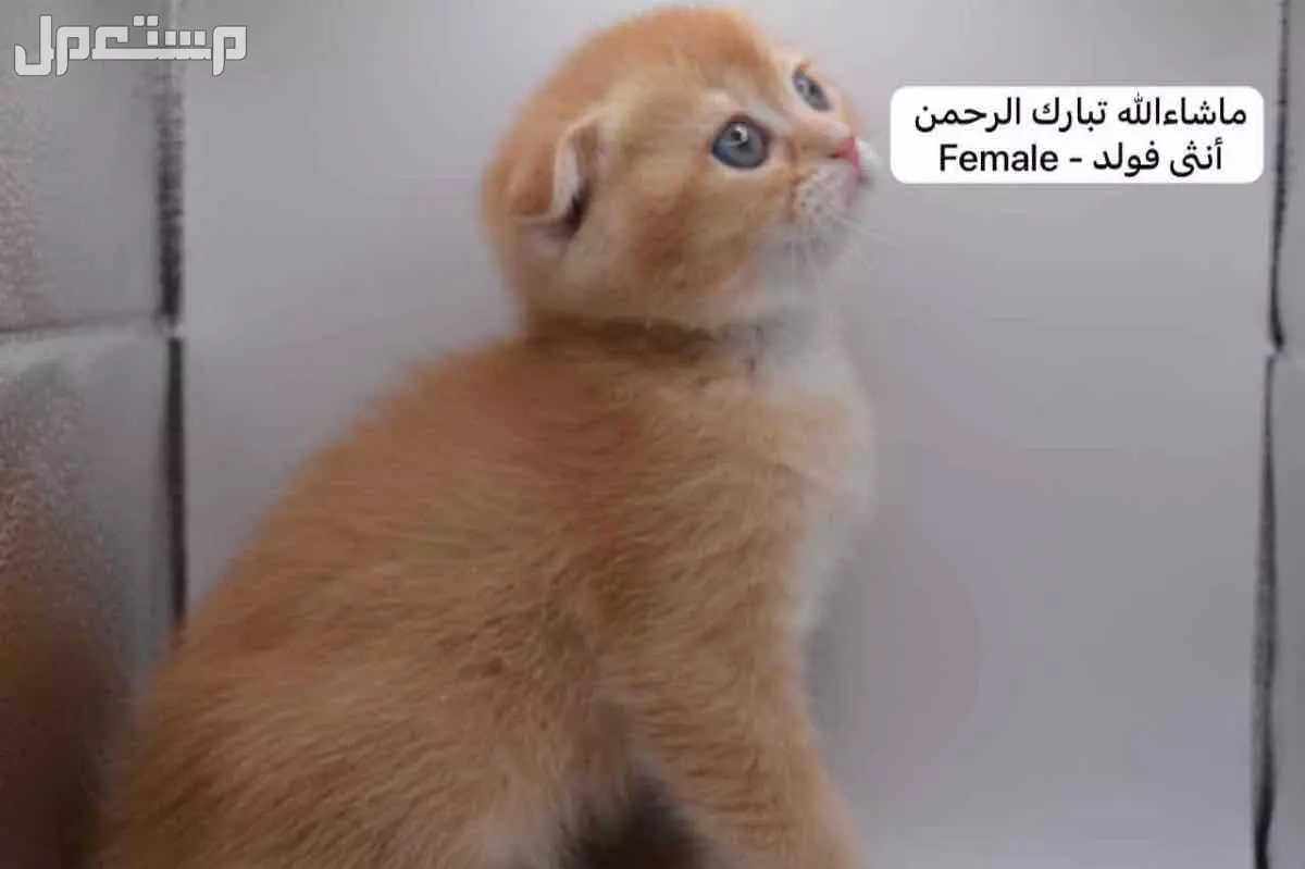 سكوتش فولد وستريت بالوان مميزة