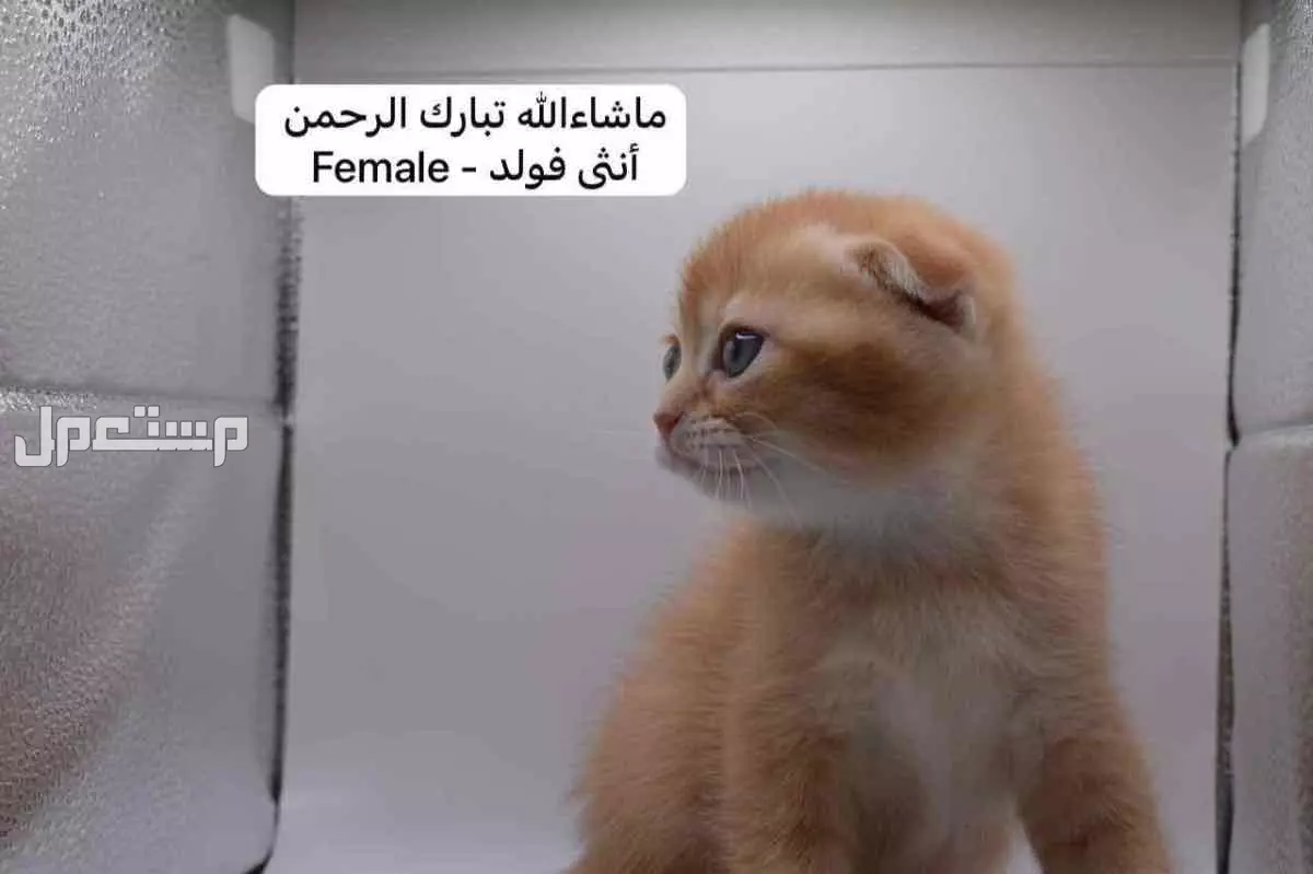 سكوتش فولد وستريت بالوان مميزة