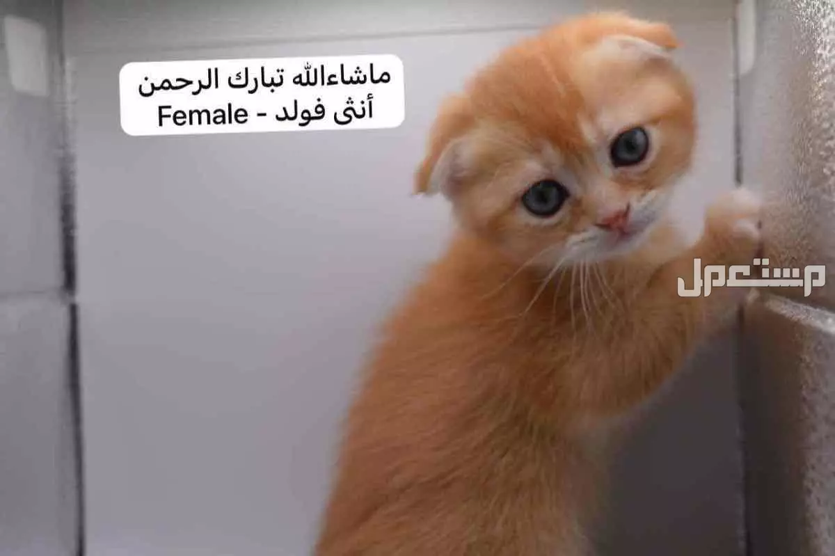 سكوتش فولد وستريت بالوان مميزة