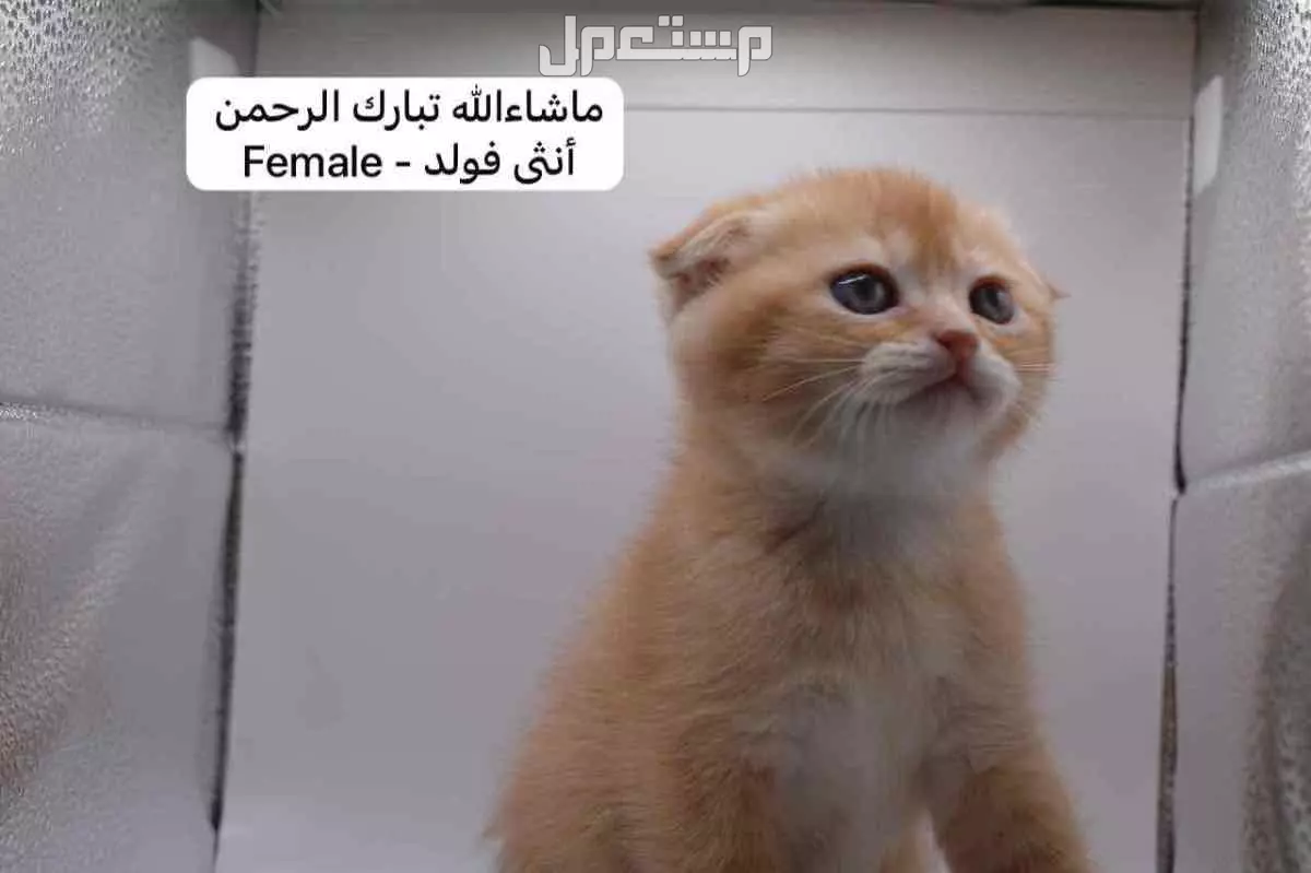سكوتش فولد وستريت بالوان مميزة