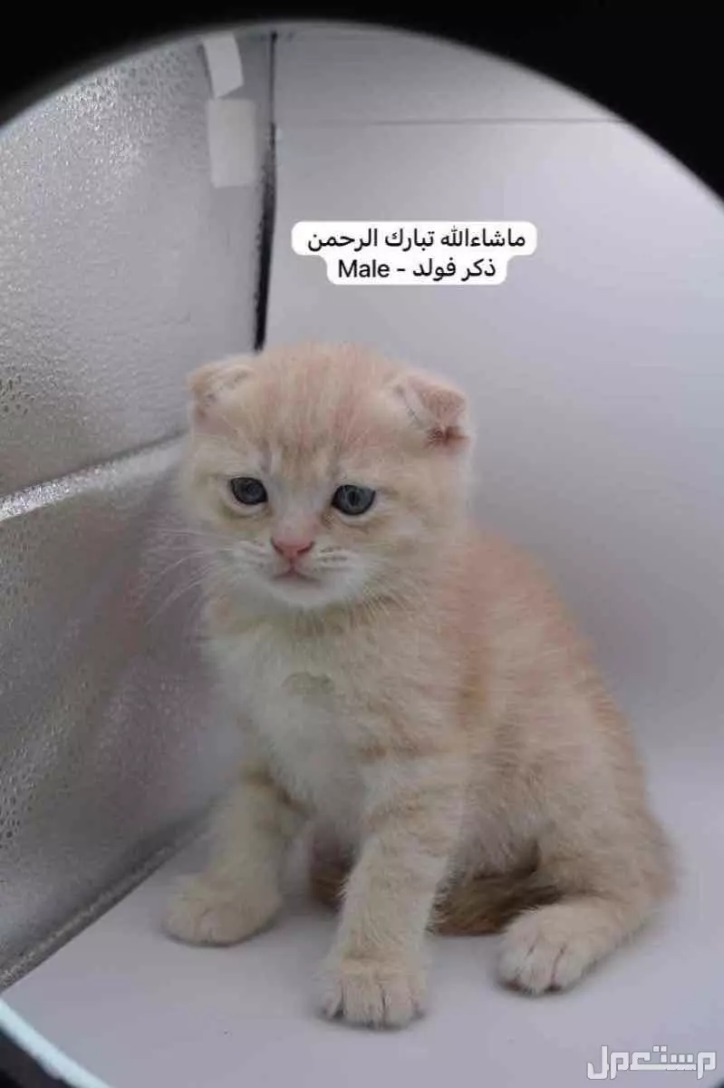 سكوتش فولد وستريت بالوان مميزة