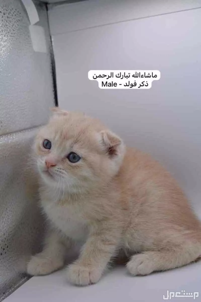 سكوتش فولد وستريت بالوان مميزة