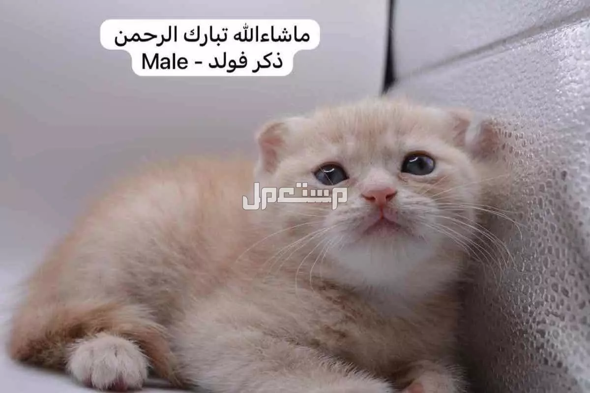 سكوتش فولد وستريت بالوان مميزة