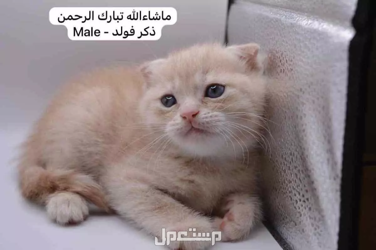 سكوتش فولد وستريت بالوان مميزة