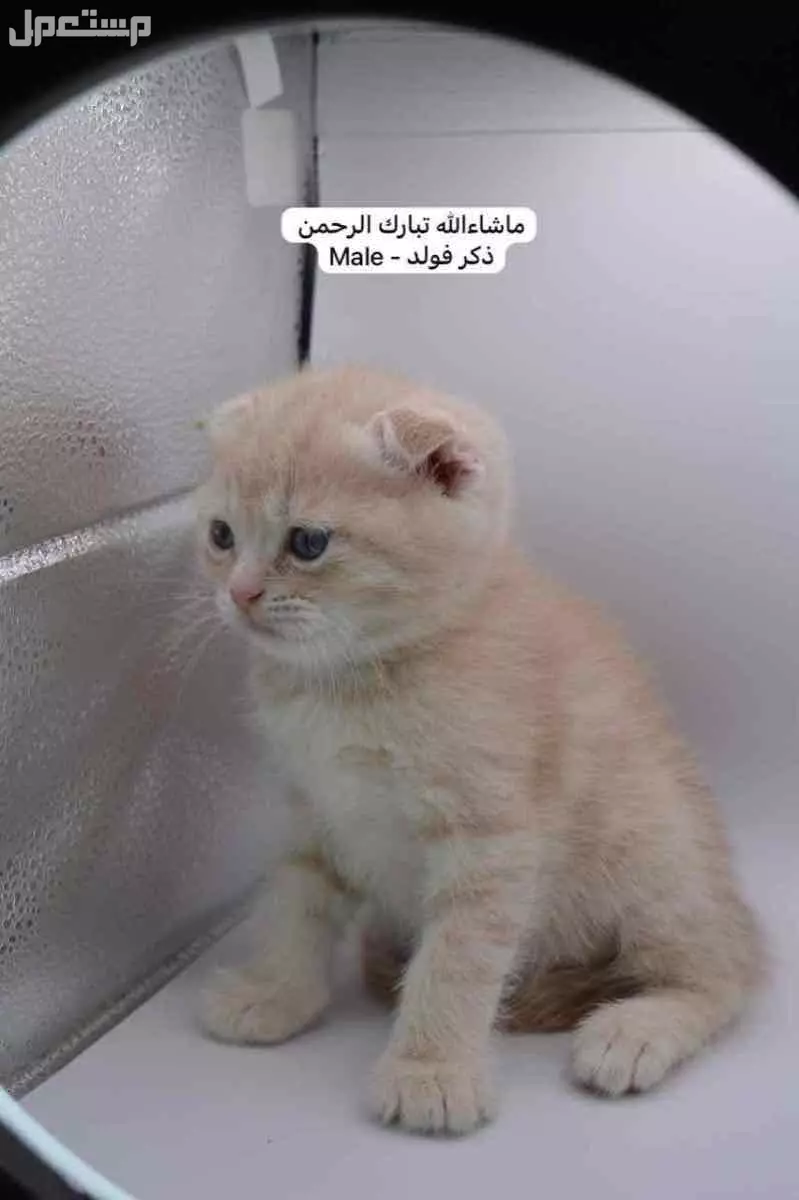 سكوتش فولد وستريت بالوان مميزة