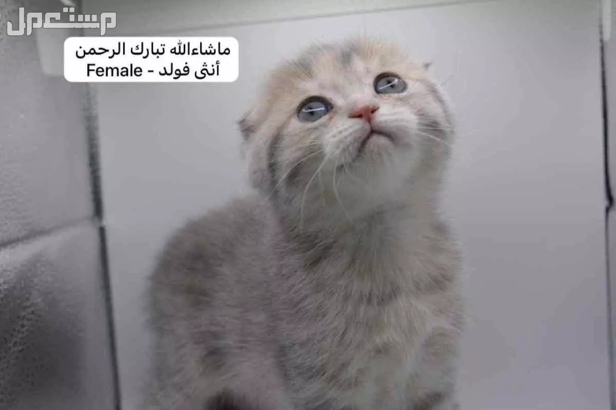 سكوتش فولد وستريت بالوان مميزة