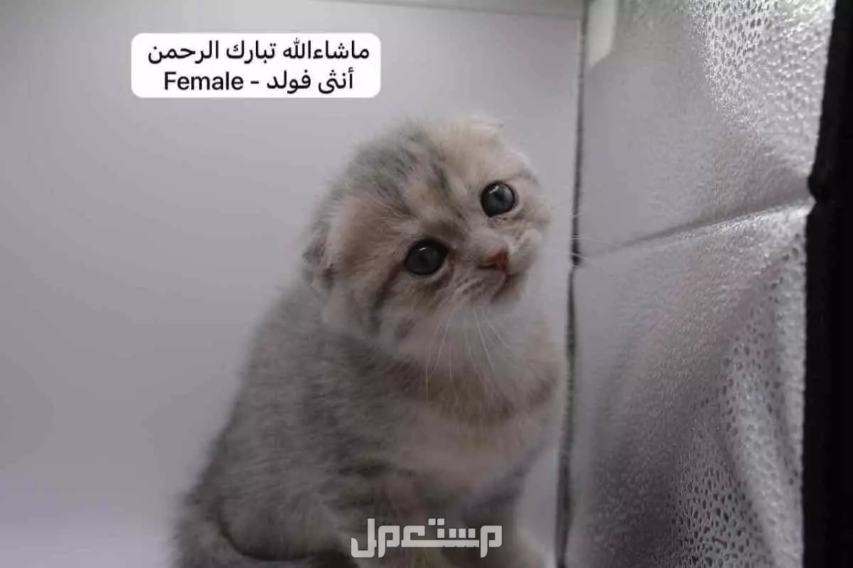 سكوتش فولد وستريت بالوان مميزة