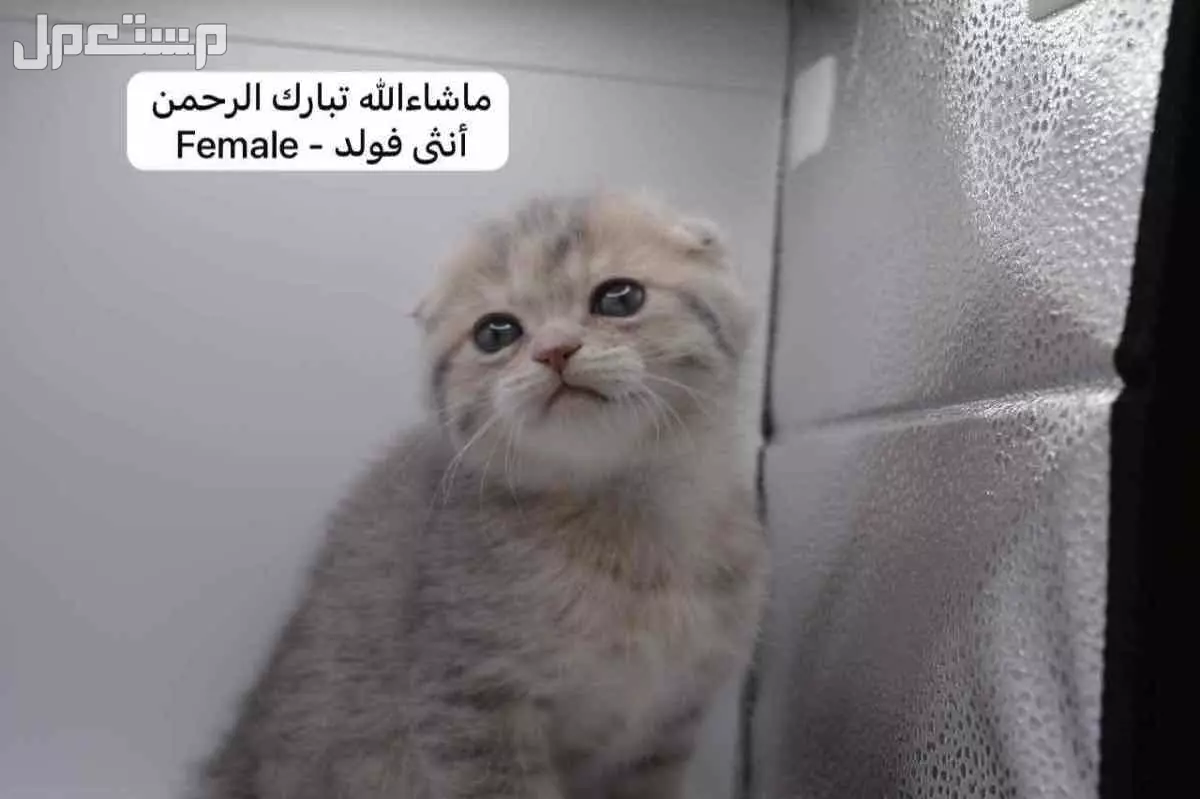 سكوتش فولد وستريت بالوان مميزة