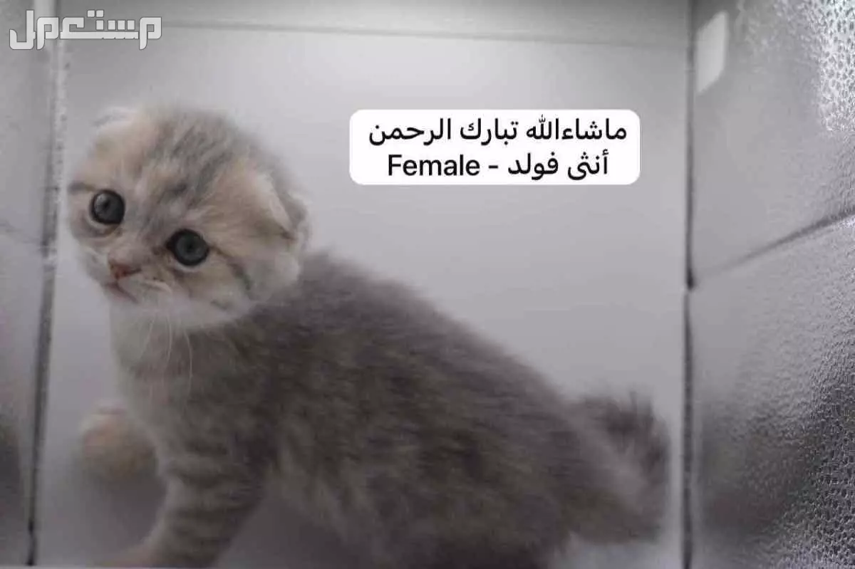 سكوتش فولد وستريت بالوان مميزة