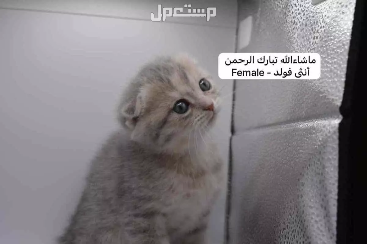 سكوتش فولد وستريت بالوان مميزة