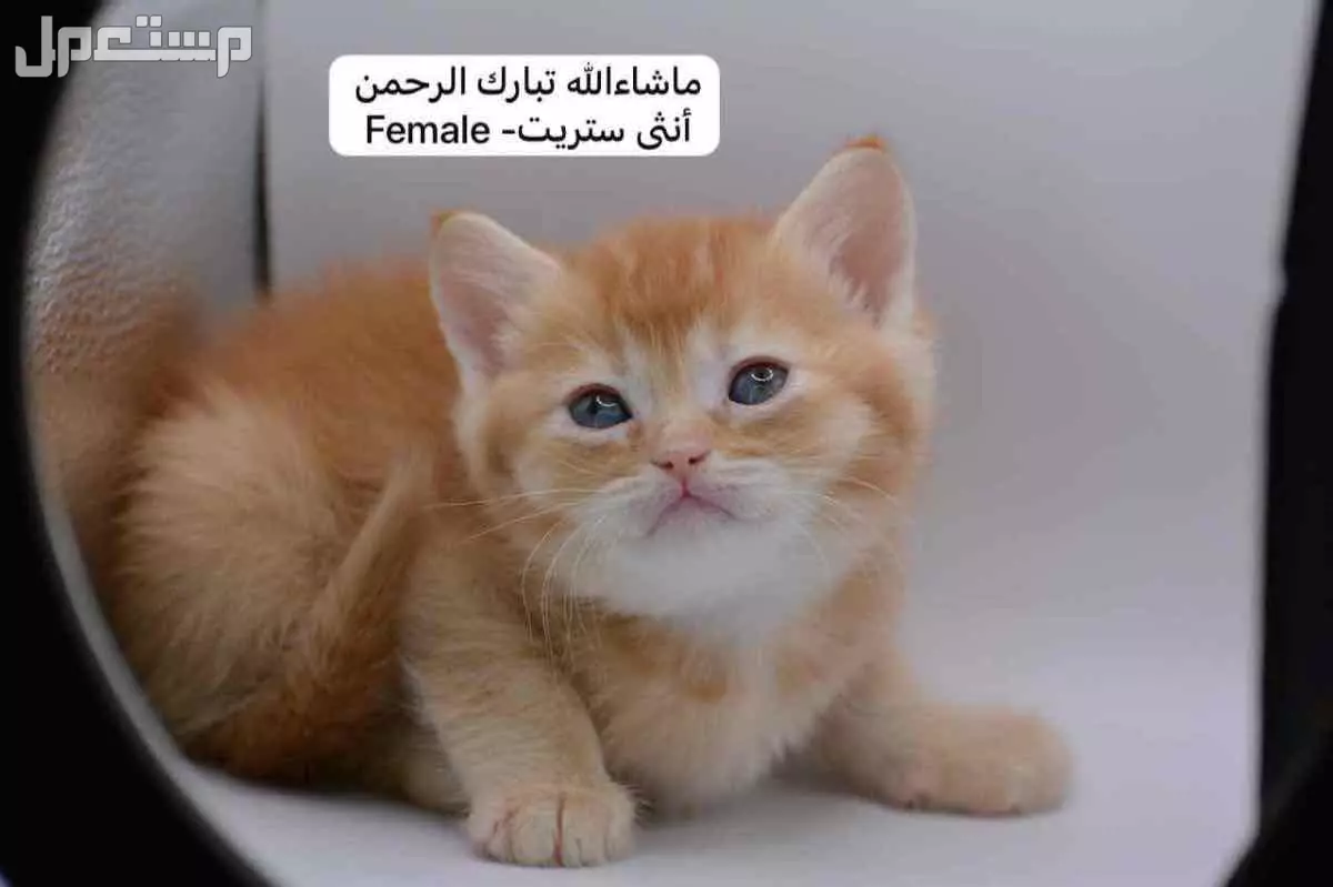 سكوتش فولد وستريت بالوان مميزة