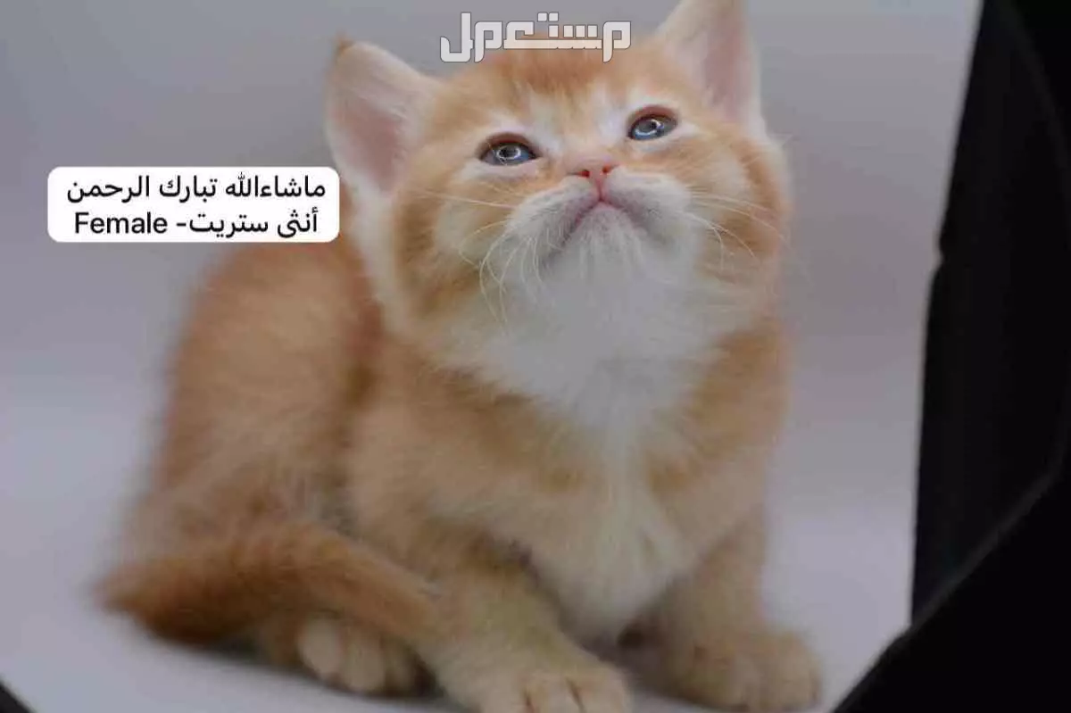 سكوتش فولد وستريت بالوان مميزة