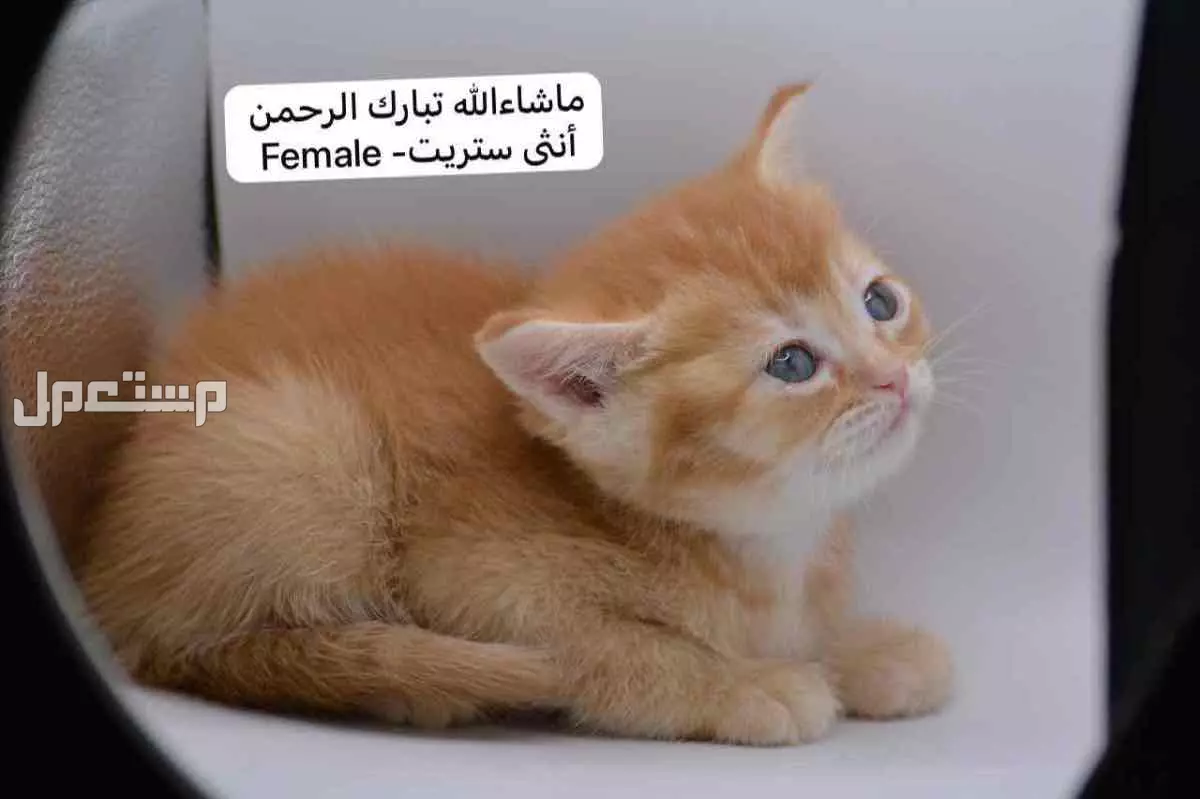سكوتش فولد وستريت بالوان مميزة