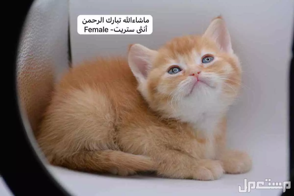 سكوتش فولد وستريت بالوان مميزة