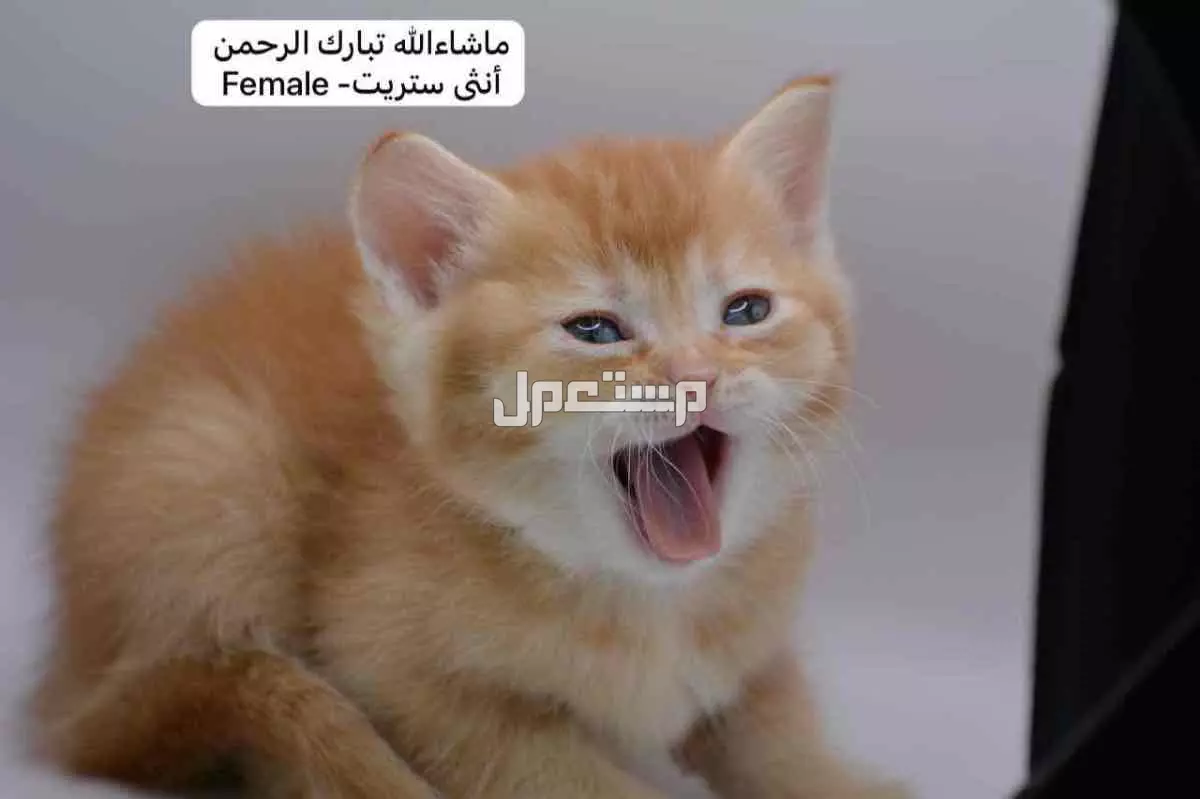 سكوتش فولد وستريت بالوان مميزة