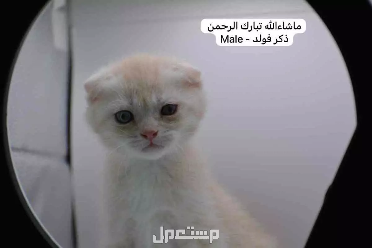 سكوتش فولد وستريت بالوان مميزة